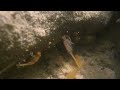 Winter Fairy Shrimp at Red Rock Canyon National Conservation Area