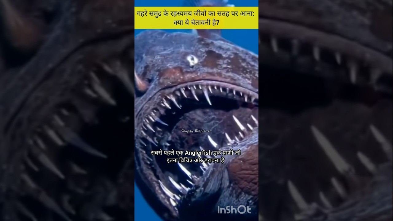 गहरे समुद्र के रहस्यमय जीवों का सतह पर आना: क्या ये चेतावनी है? #shorts #doomsdayfish #anglerfish