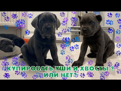 Кане-корсо, купировать хвосты и уши собаке ? Или не купировать?