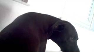 HundeOrgasmus HundeOrgasmus