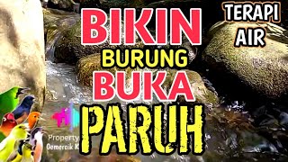 BUKA PARUH‼️ 1 Jam Suara Gemericik Air Sungai Untuk Terapi Burung Stres dan Macet Bunyi