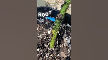 PART 2 - ROOTING A LARGE TOMATO SUCKER | 🍅 TOMATO SHORTS