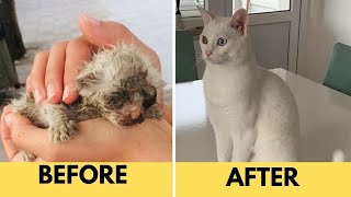 Cats Before & After Adoption Pictures