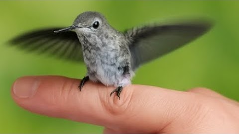 Hummingbird Rehabber Reveals: The Secrets to Attracting Hummingbirds