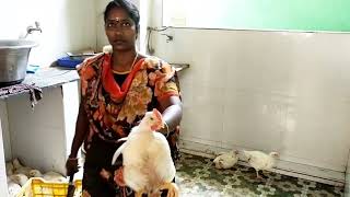 Women chicken slaughter 🐔