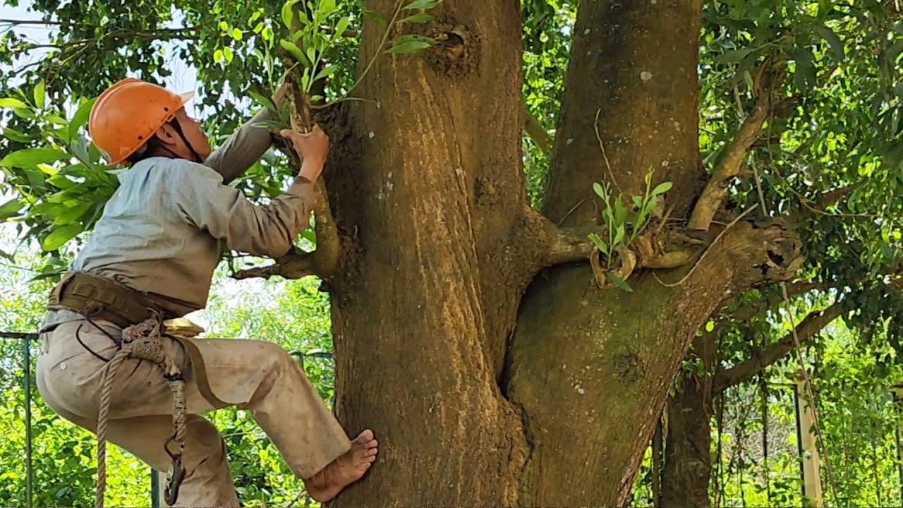 Cưa Cây Tràm Bông Vàng, Dính Toàn Sỏi Đá / Saw Yellow... - youtube