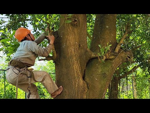 Video Cưa Cây Tràm Bông Vàng, Dính Toàn Sỏi Đá / Saw Yellow... - youtube