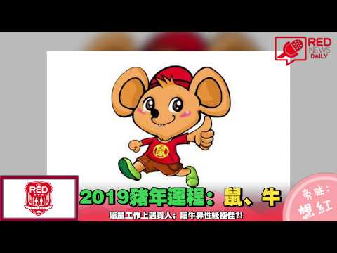 2019年猪年运程：鼠 、 牛【RED News Daily 每日紅聞】2019/02/04