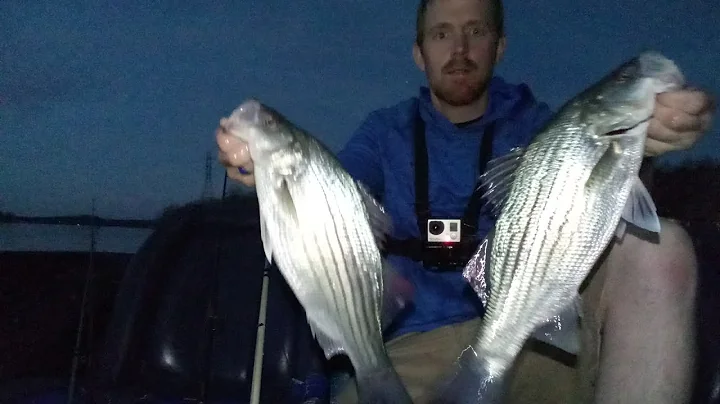 Catching hybrid bass (Whipers) on Lake Norman