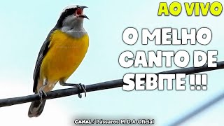 CANTO DE SIBITE PARA ESQUENTAR  | Melhor vídeo de Cambacica  Ao vivo !!! screenshot 4