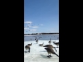 Canada goose hunting spring 2016