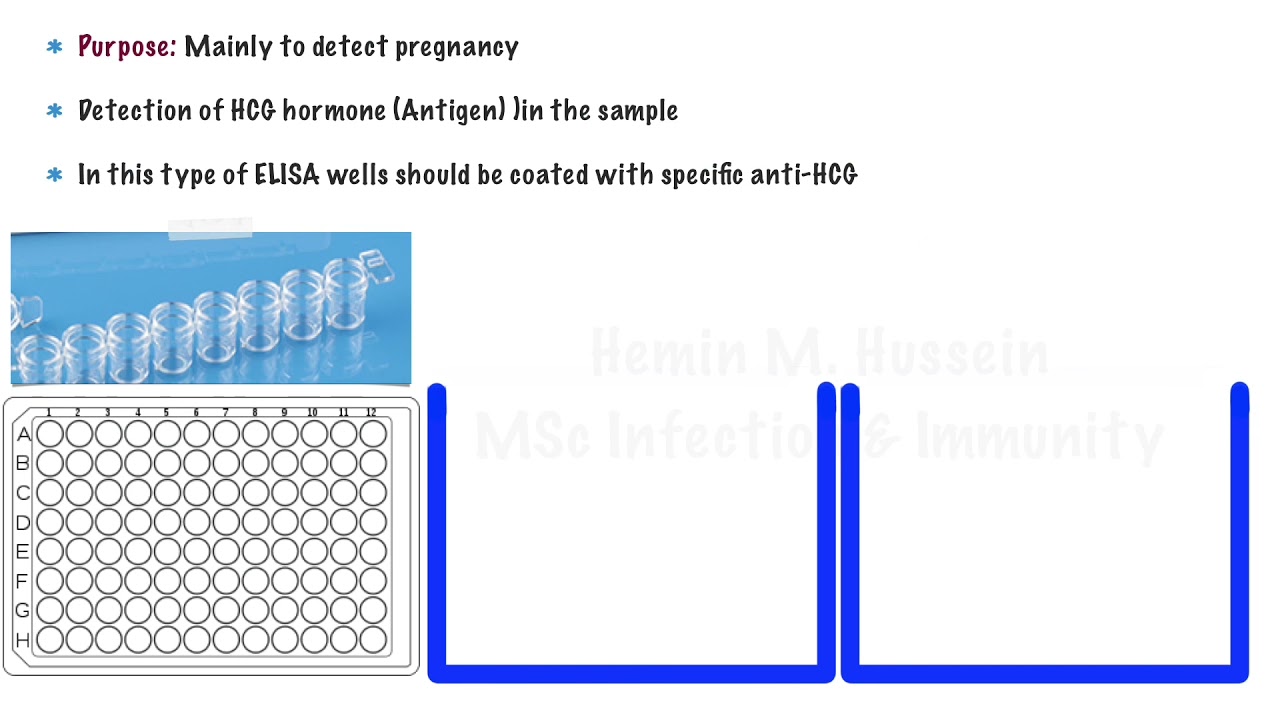 Principle of Direct ELISA (beta-HCG) - Pregnancy Test - YouTube