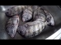 3 Different Ways To Clean Fish (Sheepshead)
