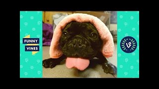 Ultimate DOG Compilation 2018 - Funny & Cute Dog Videos | Funny Vine Videos