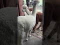 Gdy ekipa twierdzi że już czas na kolację #alpakitotu #wojtkowyje #funny #funnyvideo #funnyshorts