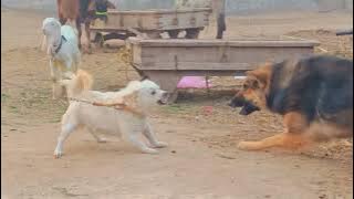 Dog fight