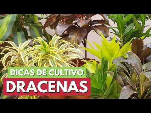 Vídeo: Dracaena fragrans: características de cultivo e cuidado