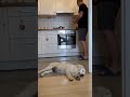 Dog wakes once it hears food scale sound