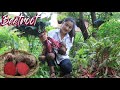 Dig beetroot from vegetable garden for cooking / Beetroot recipe / Cooking with Sreypov