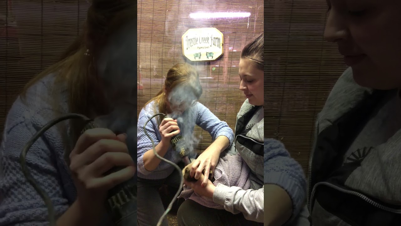 Disbudding and giving CD/T vaccination to baby goat kid