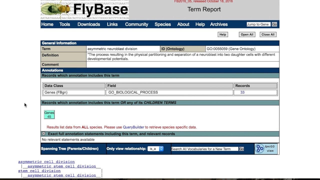 Finding related genes/alleles in FlyBase: Vocabularies