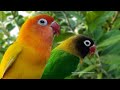 Lovebird Chirping and Singing Sounds - Green Personata & Lutino