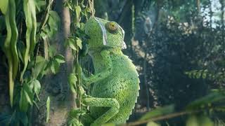 Relax Music Madagascar Ambience