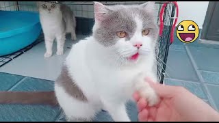 Two cat're so adorable and funny 😍