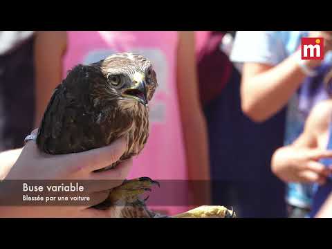 Millau. Trois rapaces relâchés par le centre de la faune sauvage