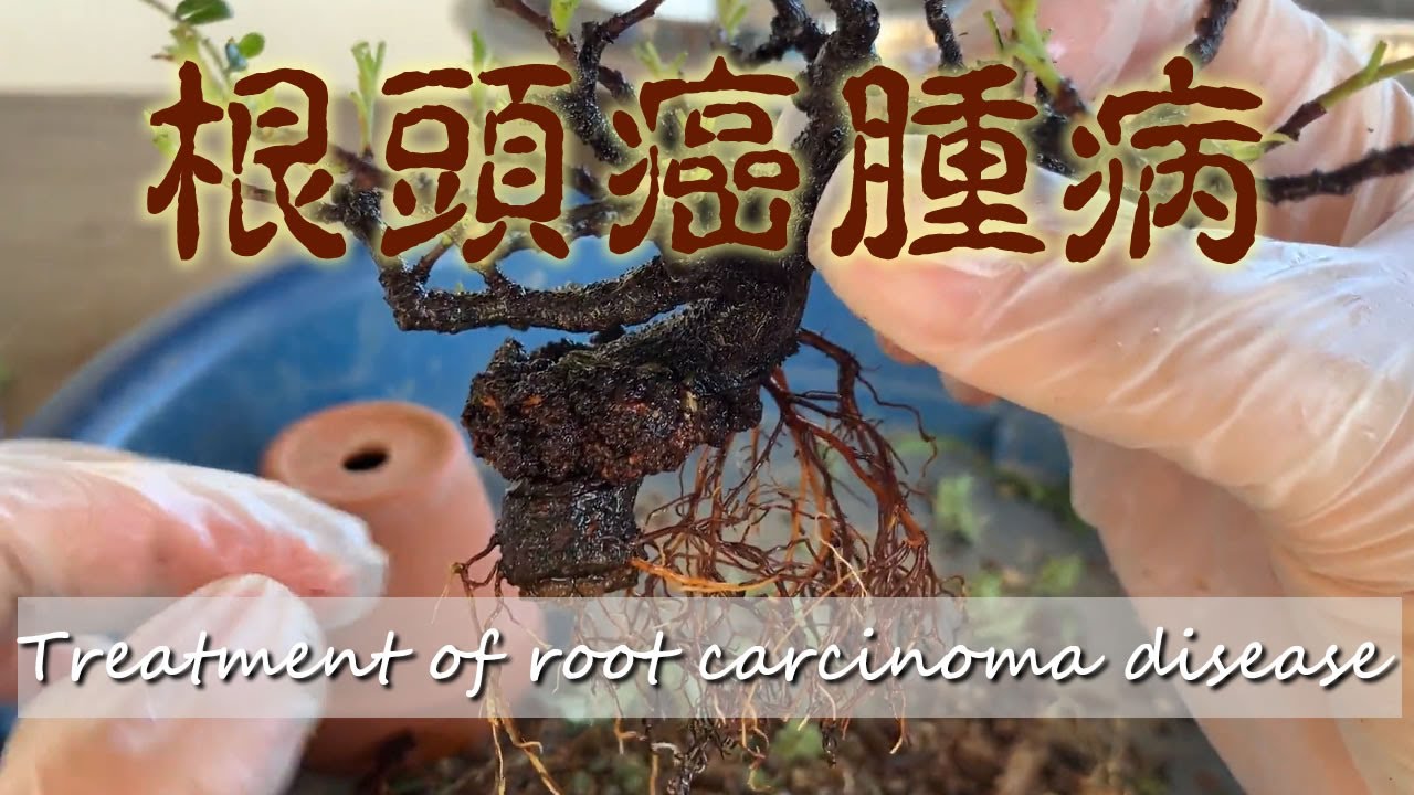 根頭癌腫病【キミのミニ盆栽びより】Treatment of root carcinoma disease/Enfermedad del carcinoma de raíz