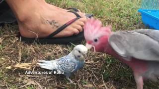 Parrot Play Date 1