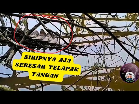 WASPADAI EKOR BINATANG BERSIRIP SEPERTI INI