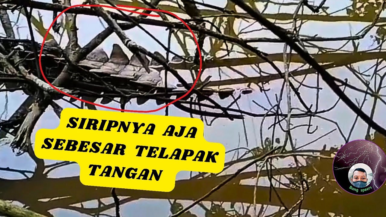 WASPADAI EKOR BINATANG BERSIRIP SEPERTI INI