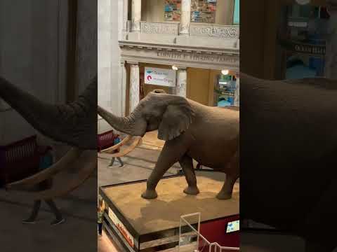 Video: Museum Nasional Sejarah Amerika Smithsonian