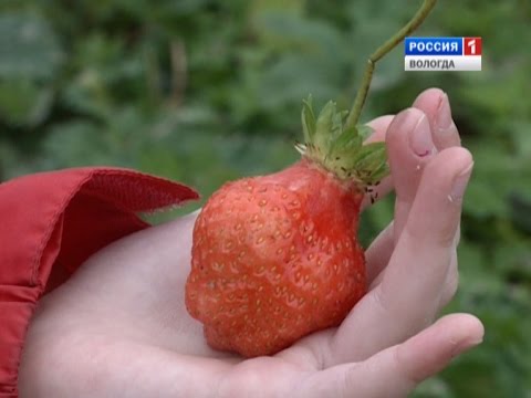 ТОНН ЗЕМЛЯНИКИ СОБРАЛИ В ЭТОМ ГОДУ В МАЙСКОМ-20-08-2015