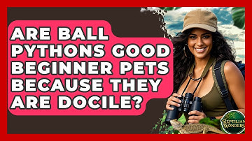Are Ball Pythons Good Beginner Pets Because They Are Docile? - Reptilian Wonders