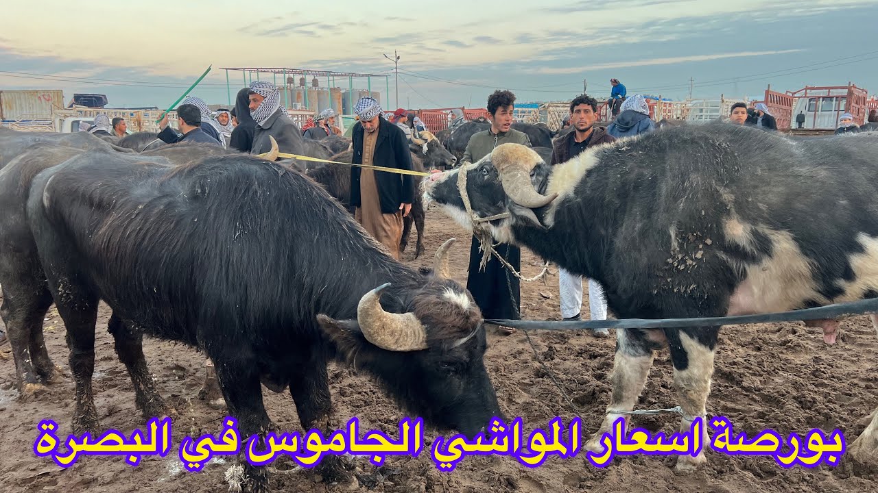 #بورصة اسعار الجاموس في العراق جوبة البصرة قرب جسر الزبير ارجو الايك والاشتراك بالقناة