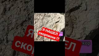 Я НАШЕЛ скорпиона и ящерицу!! #животные #природа #насекомые #скорпион #ящерица #исследование #наука