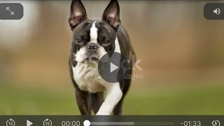 10 Fascinating Facts about Boston Terriers #dogs #animals #animallover  lover