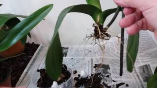 Реанимация орхидеи Фаленопсис- что в горшке?