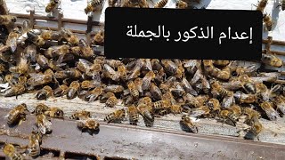 كيف نتخلص من ذكور النحل دفعة واحدة في كل المنحل ?How to get rid of male bees at once in each apiary؟