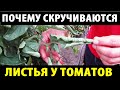 Почему скручиваются листья у томатов. Причины и решения.