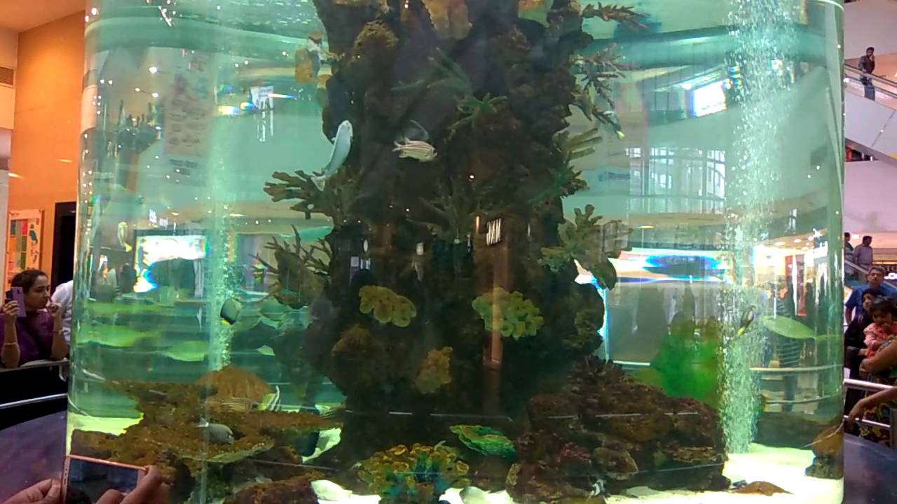 Aquarium In Gvk Mall Of Hyderabad Youtube
