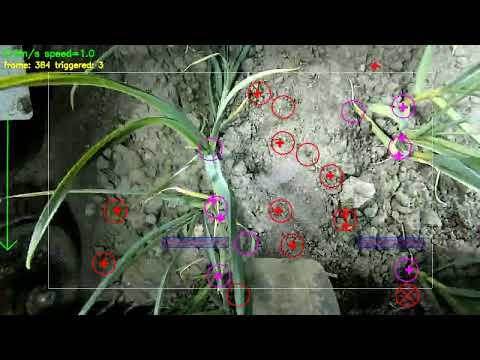 Realtime weed and garlic detection prototype