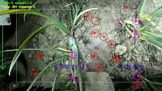 Realtime weed and garlic detection prototype