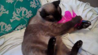 Siamese Cat Sienna Plays Boxing Game With Feather screenshot 5