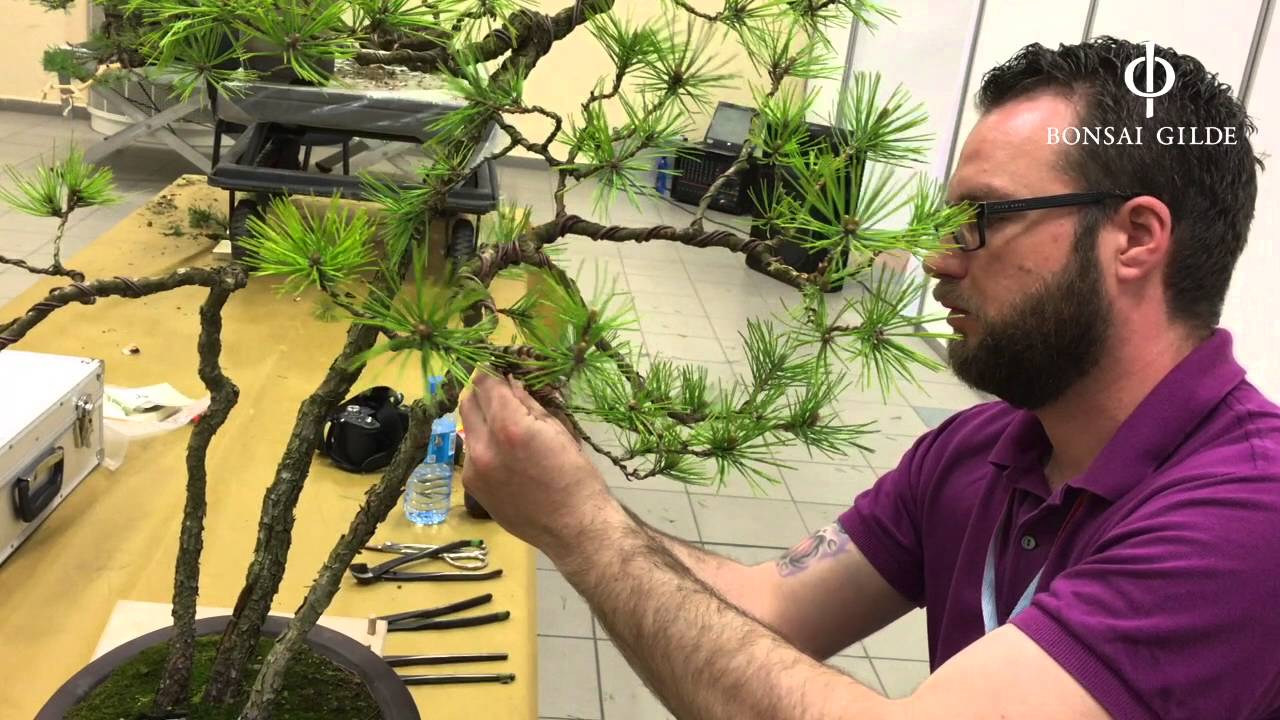 Live demonstration by Ren at the Bonsai Triennale in Wrocaw (Poland)