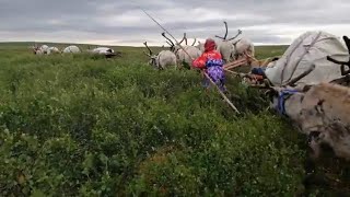 Караван / День оленевода / Каслание на новое место стойбища (2)