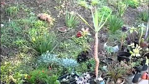 Alan Watts: A Finger Pointing To The Moon