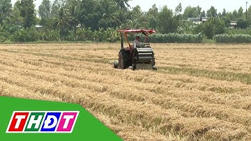Đồng Tháp: Mang rơm ra khỏi đồng ruộng | THDT